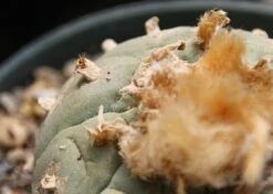Kit De Culture - Peyotl - 20 Graines - Lophophora Williamsii -VIDA Plantes Magasin 64063bf0c4d7c7.15157855