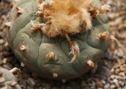 Kit De Culture - Peyotl - 20 Graines - Lophophora Williamsii -VIDA Plantes Magasin 64063bf0c9c6c3.02573478
