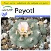 Kit De Culture - Peyotl - 20 Graines - Lophophora Williamsii -VIDA Plantes Magasin 64063bf0ce0ea3.07507517