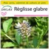 Kit De Culture - Réglisse Glabre - 30 Graines - Glycyrrhiza Glabra -VIDA Plantes Magasin 64064109e77d20.99740012