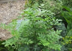 Kit De Culture - Réglisse Glabre - 30 Graines - Glycyrrhiza Glabra -VIDA Plantes Magasin 6406410a16bf83.47783647