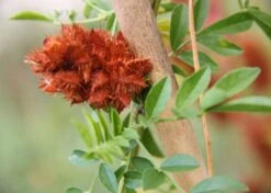 Kit De Culture - Réglisse Glabre - 30 Graines - Glycyrrhiza Glabra -VIDA Plantes Magasin 6406410a209c89.30083394