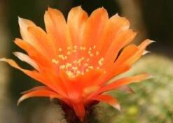 Kit De Culture - Cactus Nain Argentin - 40 Graines - Rebutia / Mix 15 Kit De Culture - Cactus Nain Argentin - 40 Graines - Rebutia / Mix -VIDA Plantes Magasin 6406411334a385.82973600