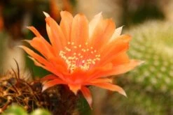 Kit De Culture - Cactus Nain Argentin - 40 Graines - Rebutia / Mix 14 Kit De Culture - Cactus Nain Argentin - 40 Graines - Rebutia / Mix -VIDA Plantes Magasin 640641133925d5.53399073