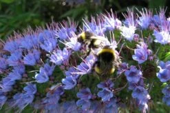 Kit De Culture - Vipérine De Madère - 100 Graines - Echium Fastuosa -VIDA Plantes Magasin 64064122857f33.93017870