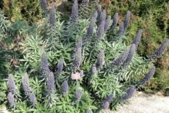 Kit De Culture - Vipérine De Madère - 100 Graines - Echium Fastuosa -VIDA Plantes Magasin 640641228ae338.50050916