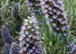 Kit De Culture - Vipérine De Madère - 100 Graines - Echium Fastuosa -VIDA Plantes Magasin 6406412294c961.08811767