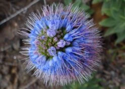 Kit De Culture - Vipérine De Madère - 100 Graines - Echium Fastuosa -VIDA Plantes Magasin 64064122aaf647.33991819