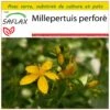 Kit De Culture - Millepertuis Perforé - 300 Graines - Hypericum Perforatum -VIDA Plantes Magasin 64064130c6e4a7.60710338