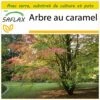 Kit De Culture - Arbre Au Caramel - 200 Graines - Cercidiphyllum Japonicum -VIDA Plantes Magasin 64064132ae18b7.00485429