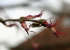 Kit De Culture - Arbre Au Caramel - 200 Graines - Cercidiphyllum Japonicum -VIDA Plantes Magasin 64064132b43652.18516611