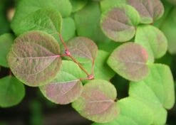 Kit De Culture - Arbre Au Caramel - 200 Graines - Cercidiphyllum Japonicum -VIDA Plantes Magasin 64064132b8b5b0.99715833