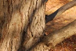 Kit De Culture - Arbre Au Caramel - 200 Graines - Cercidiphyllum Japonicum -VIDA Plantes Magasin 64064132bf1940.87270238