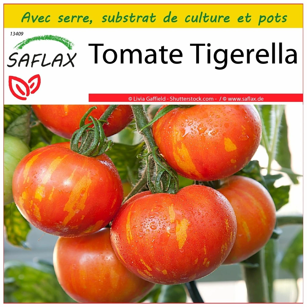 Kit De Culture - Tomate Tigerella - 10 Graines - Lycopersicon Esculentum 3 Kit De Culture - Tomate Tigerella - 10 Graines - Lycopersicon Esculentum
