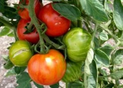 Kit De Culture - Tomate Tigerella - 10 Graines - Lycopersicon Esculentum 9 Kit De Culture - Tomate Tigerella - 10 Graines - Lycopersicon Esculentum -VIDA Plantes Magasin 64064139c32640.41792256