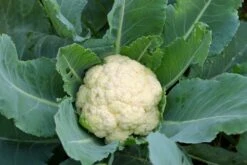 Kit De Culture - Bio - Chou-fleur - Boule De Neige - 70 Graines - Brassica Oleracea Var. Botrytis -VIDA Plantes Magasin 6406413d5b1b17.42762175