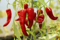 Kit De Culture - Bio - Piment - De Cayenne Long Slim - 10 Graines - Capsicum Annuum -VIDA Plantes Magasin 64064142b69022.82344798