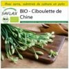 Kit De Culture - Bio - Ciboulette De Chine - 100 Graines - Allium Tuberosum -VIDA Plantes Magasin 6406414b0c1685.25541867