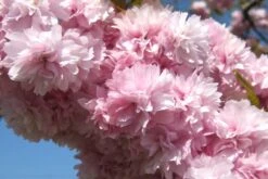 Kit De Culture - Cerisier Du Japon - 30 Graines - Prunus Serrulata -VIDA Plantes Magasin 640641574ab250.52700865