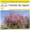 Kit De Culture - Cerisier Du Japon - 30 Graines - Prunus Serrulata -VIDA Plantes Magasin 6406415750c553.15656168