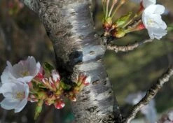 Kit De Culture - Cerisier Du Japon - 30 Graines - Prunus Serrulata -VIDA Plantes Magasin 64064157569a34.21301992
