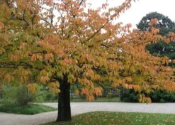 Kit De Culture - Cerisier Du Japon - 30 Graines - Prunus Serrulata -VIDA Plantes Magasin 640641575b4f81.13640687