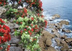 Kit De Culture - L'arbre De Noël De Nouvelle-zélande - 300 Graines - Metrosideros Excelsa -VIDA Plantes Magasin 6406415d283a93.44057268