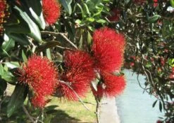 Kit De Culture - L'arbre De Noël De Nouvelle-zélande - 300 Graines - Metrosideros Excelsa -VIDA Plantes Magasin 6406415d3520e7.73193790