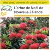 Kit De Culture - L'arbre De Noël De Nouvelle-zélande - 300 Graines - Metrosideros Excelsa -VIDA Plantes Magasin 6406415d3a1517.81048877
