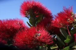 Kit De Culture - L'arbre De Noël De Nouvelle-zélande - 300 Graines - Metrosideros Excelsa -VIDA Plantes Magasin 6406415d3f3842.61166487