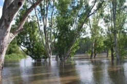 Kit De Culture - Gommier Des Rivières - 200 Graines - Eucalyptus Camaldulensis -VIDA Plantes Magasin 64064161619477.71494550