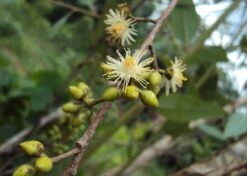 Kit De Culture - Gommier Des Rivières - 200 Graines - Eucalyptus Camaldulensis -VIDA Plantes Magasin 640641616b73c7.64330813