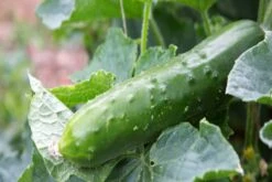 Kit De Culture - Bio - Concombre - Marketmore - 20 Graines - Cucumis Sativus -VIDA Plantes Magasin 64064169648772.30261151