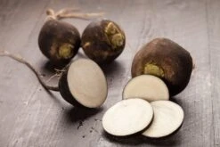 Kit De Culture - Bio - Radis - Noir - 100 Graines - Raphanus Sativus -VIDA Plantes Magasin 64064173d81689.02005216