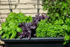 Kit De Culture - Bio - Basilic - Pourpre - 400 Graines - Ocimum Basilicum -VIDA Plantes Magasin 64064177a2a743.82127774