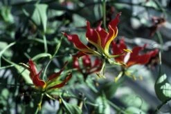 Kit De Culture - Lis De Malabar - 15 Graines - Gloriosa Rothschildiana -VIDA Plantes Magasin 64064179340333.58024990