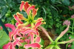 Kit De Culture - Lis De Malabar - 15 Graines - Gloriosa Rothschildiana -VIDA Plantes Magasin 640641793eacd3.10311548