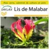 Kit De Culture - Lis De Malabar - 15 Graines - Gloriosa Rothschildiana -VIDA Plantes Magasin 64064179434a71.50888916