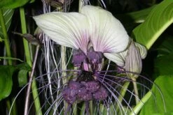 Kit De Culture - Plante Chauve-souris Blanche - 10 Graines - Tacca Integrifolia -VIDA Plantes Magasin 6406417d5508f9.96415960
