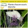 Kit De Culture - Plante Chauve-souris Blanche - 10 Graines - Tacca Integrifolia -VIDA Plantes Magasin 6406417d5a68f8.54747402