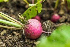 Kit De Culture - Bio - Radis - Cherry Bell - 100 Graines - Raphanus Sativus -VIDA Plantes Magasin 640641a6420921.87770760