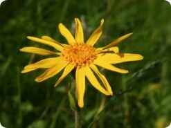 Kit De Culture - Arnica Des Montagnes - 40 Graines - Arnica Montana -VIDA Plantes Magasin 640641a8f3e957.44733188