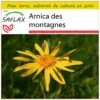 Kit De Culture - Arnica Des Montagnes - 40 Graines - Arnica Montana -VIDA Plantes Magasin 640641a909b7e4.18340636