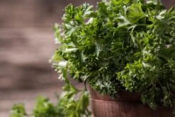 Kit De Culture - Bio - Persil Frisé - 800 Graines - Petroselinum Crispum -VIDA Plantes Magasin 640641ae84ab86.75027248