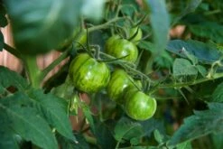 Kit De Culture - Bio - Tomate - Verte Zébrée - 10 Graines - Solanum Lycopersicum -VIDA Plantes Magasin 640641b042f0d8.95879529