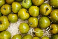 Kit De Culture - Bio - Tomate - Verte Zébrée - 10 Graines - Solanum Lycopersicum -VIDA Plantes Magasin 640641b048ed84.03400656