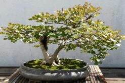 Kit De Culture - Myrte Commun - 30 Graines - Myrtus Communis -VIDA Plantes Magasin 640641b37af733.30049485