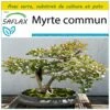 Kit De Culture - Myrte Commun - 30 Graines - Myrtus Communis -VIDA Plantes Magasin 640641b3834ce6.85569333
