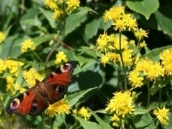 Kit De Culture - Solidage Verge D'or - 100 Graines - Solidago Virgaurea -VIDA Plantes Magasin 640641b4c90c32.39776300