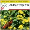 Kit De Culture - Solidage Verge D'or - 100 Graines - Solidago Virgaurea -VIDA Plantes Magasin 640641b4cf5364.32455388